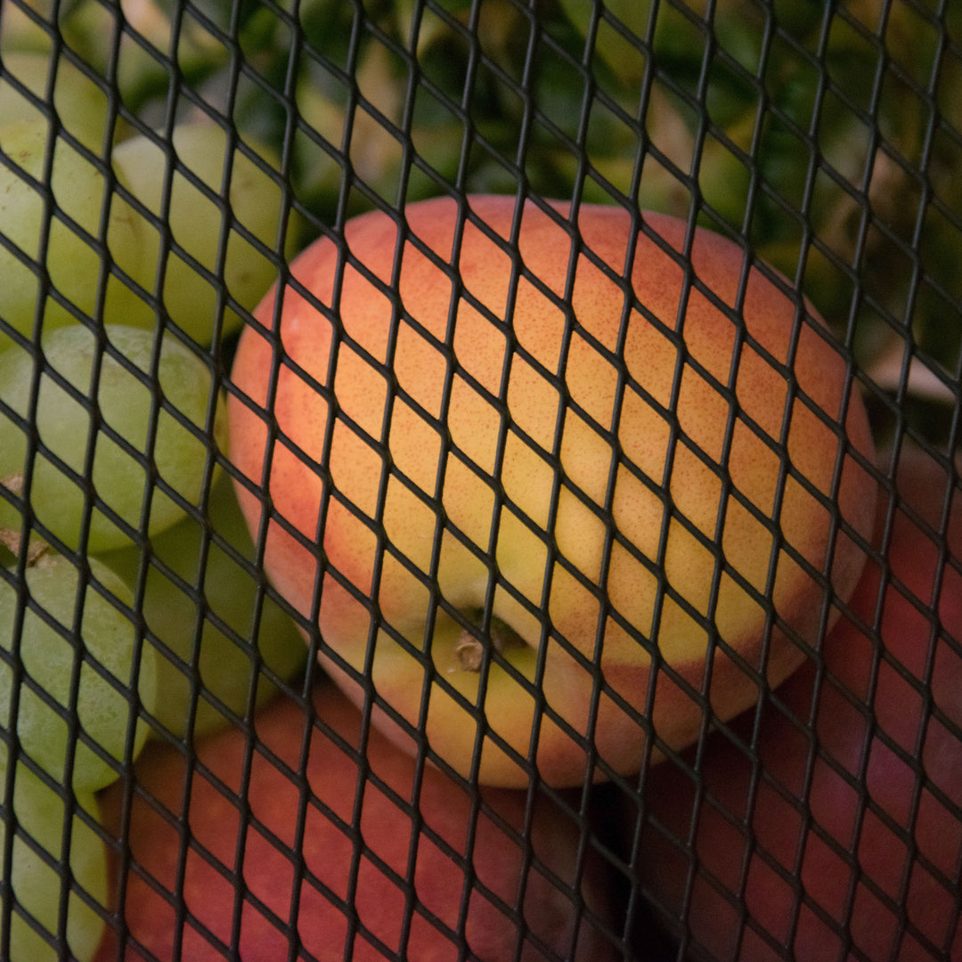 Fruit basket with handle